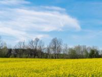 Weiße Wolkenfetzen am Himmel über Rapsfeld